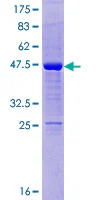 SDS-PAGE - Recombinant Human ODAM protein (GST tag N-Terminus) (AB162912)