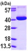 Western blot - Recombinant Human Ogg1 protein (AB98249)