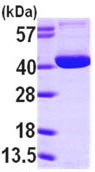 Western blot - Recombinant Human Ogg1 protein (His tag N-Terminus) (AB98249)