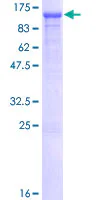 SDS-PAGE - Recombinant Human OGT / O-Linked N-Acetylglucosamine Transferase protein (GST tag N-Terminus) (AB131881)