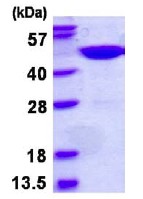 SDS-PAGE - Recombinant Human OLA1 protein (His tag N-Terminus) (AB130062)