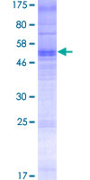Recombinant Human Olfactory receptor 13C8 protein