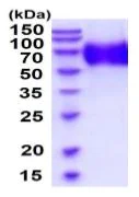 SDS-PAGE - Recombinant Human Oligodendrocyte myelin glycoprotein (His tag C-Terminus) (AB219462)