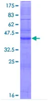 SDS-PAGE - Recombinant Human Oligodendrocyte Specific Protein (GST tag N-Terminus) (AB131748)