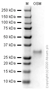 SDS-PAGE - Recombinant human Oncostatin M/OSM protein (Active) (AB270077)