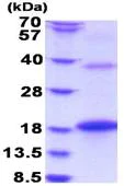 SDS-PAGE - Recombinant Human OP-2 protein (denatured) (His tag N-Terminus) (AB180273)
