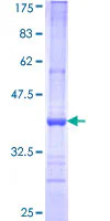SDS-PAGE - Recombinant Human OP-2 protein (GST tag N-Terminus) (AB116819)