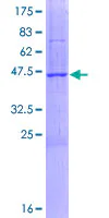 SDS-PAGE - Recombinant Human OPA3 protein (GST tag N-Terminus) (AB164221)