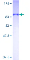 SDS-PAGE - Recombinant Human Optineurin protein (GST tag N-Terminus) (AB153049)