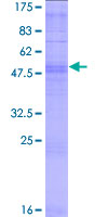 Recombinant Human OR10AD1 protein