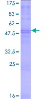 SDS-PAGE - Recombinant Human OR10AD1 protein (GST tag N-Terminus) (AB165173)