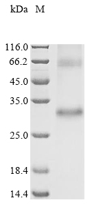 SDS-PAGE - Recombinant Human OR13A1 protein (AB289768), expandable thumbnail
