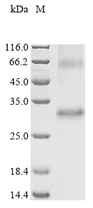 SDS-PAGE - Recombinant Human OR13A1 protein (AB289768)