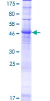 SDS-PAGE - Recombinant Human Orai2 protein (GST tag N-Terminus) (AB164229)