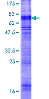 Recombinant Human Orexin Receptor 1/Ox-1-R protein