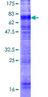 SDS-PAGE - Recombinant Human Orexin Receptor 1/Ox-1-R protein (GST tag N-Terminus) (AB158648)