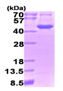 SDS-PAGE - Recombinant Human ornithine aminotransferase protein (AB92933), expandable thumbnail