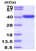 SDS-PAGE - Recombinant Human Ornithine Carbamoyltransferase/OTC protein (His tag N-Terminus) (AB124552)