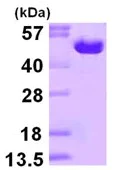 SDS-PAGE - Recombinant Human Ornithine Decarboxylase/ODC protein (AB113125)