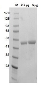 SDS-PAGE - Recombinant human Ornithine Decarboxylase/ODC protein (Active) (AB286069), expandable thumbnail