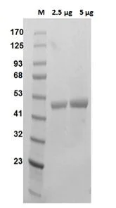SDS-PAGE - Recombinant human Ornithine Decarboxylase/ODC protein (Active) (AB286069)