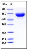 SDS-PAGE - Recombinant Human ORP150 protein (His tag) (AB276384)
