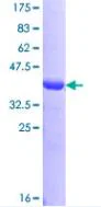 SDS-PAGE - Recombinant Human OSBP1 protein (GST tag N-Terminus) (AB152583)