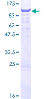 SDS-PAGE - Recombinant Human OSBPL9 protein (GST tag N-Terminus) (AB165052)