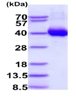 SDS-PAGE - Recombinant Human OSCAR/Osteoclast-associated receptor protein (His tag C-Terminus) (AB235879)