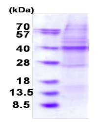 SDS-PAGE - Recombinant Human OSGEP protein (denatured) (AB183238), expandable thumbnail