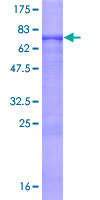 SDS-PAGE - Recombinant Human OSGIN1 protein (GST tag N-Terminus) (AB162283)