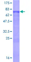 SDS-PAGE - Recombinant Human OSGIN1 protein (GST tag N-Terminus) (AB162283)