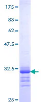 SDS-PAGE - Recombinant Human Osteocalcin protein (GST tag N-Terminus) (AB152232)
