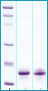 SDS-PAGE - Recombinant Human Osteocrin protein (AB63301)