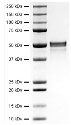 SDS-PAGE - Recombinant Human Osteopontin protein (Active) (AB281819)