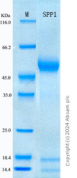 SDS-PAGE - Recombinant Human Osteopontin Protein Standard (His tag) (AB316729), expandable thumbnail