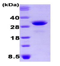 SDS-PAGE - Recombinant Human OSTF1 protein (AB87058), expandable thumbnail
