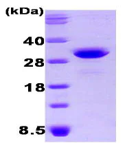 SDS-PAGE - Recombinant Human OSTF1 protein (His tag C-Terminus) (AB87058)