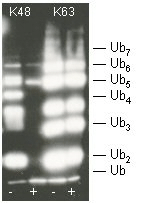 Functional Studies - Recombinant human OTUB1 protein (AB157086)