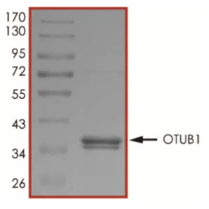 SDS-PAGE - Recombinant Human OTUB1 protein (His tag N-Terminus) (AB268826)