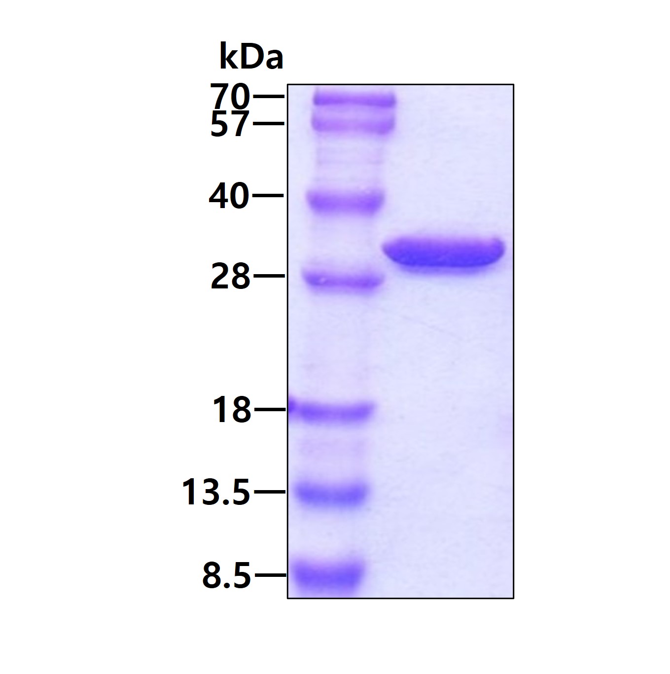 SDS-PAGE - Recombinant Human OTUB2 protein (AB106896)