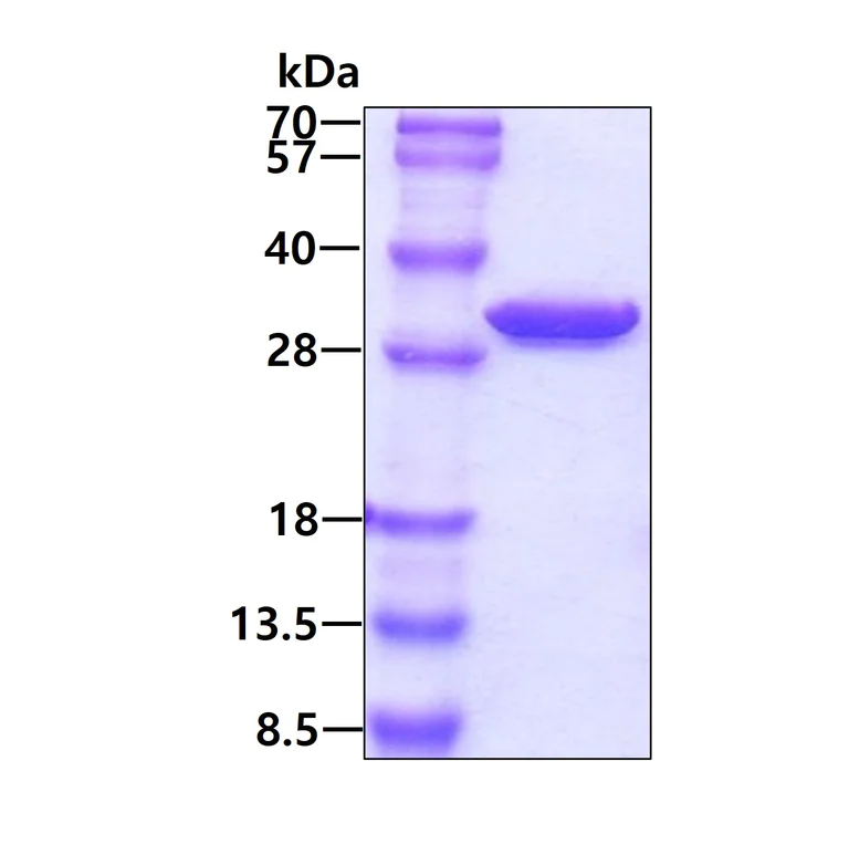 SDS-PAGE - Recombinant Human OTUB2 protein (AB106896)