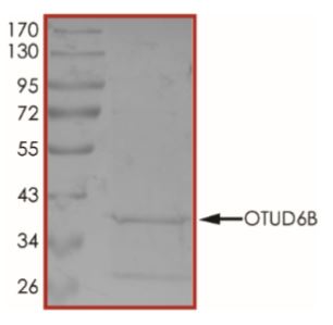 SDS-PAGE - Recombinant Human OTUD6B protein (His tag) (AB268828), expandable thumbnail