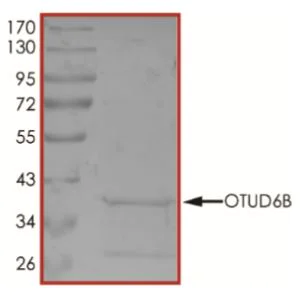 SDS-PAGE - Recombinant Human OTUD6B protein (His tag) (AB268828)