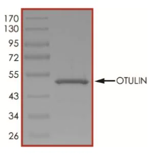 SDS-PAGE - Recombinant Human OTULIN protein (His tag) (AB268829)