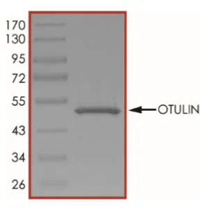 SDS-PAGE - Recombinant Human OTULIN protein (His tag N-Terminus) (AB268829)