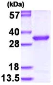 SDS-PAGE - Recombinant Human OVCA2 protein (AB130016)