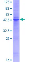 SDS-PAGE - Recombinant Human OX40L/TNFSF4 protein (GST tag N-Terminus) (AB159764)