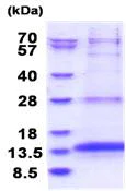 SDS-PAGE - Recombinant Human OXLD1 protein (His tag N-Terminus) (AB181933)