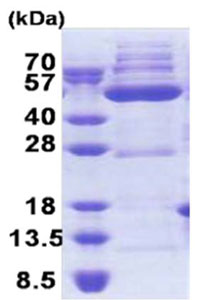 SDS-PAGE - Recombinant Human OXSM protein (AB171708), expandable thumbnail